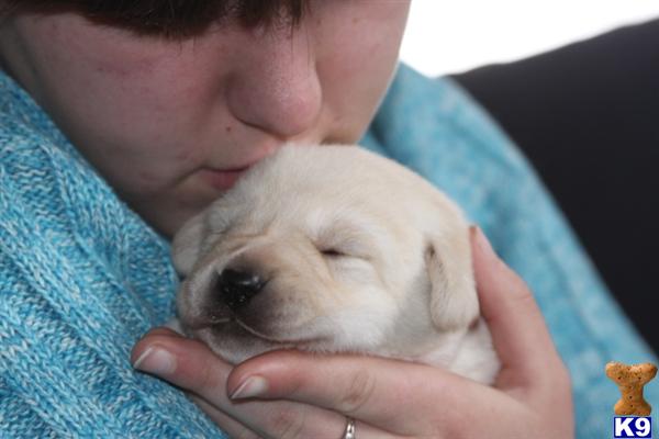 Puppies for Sale